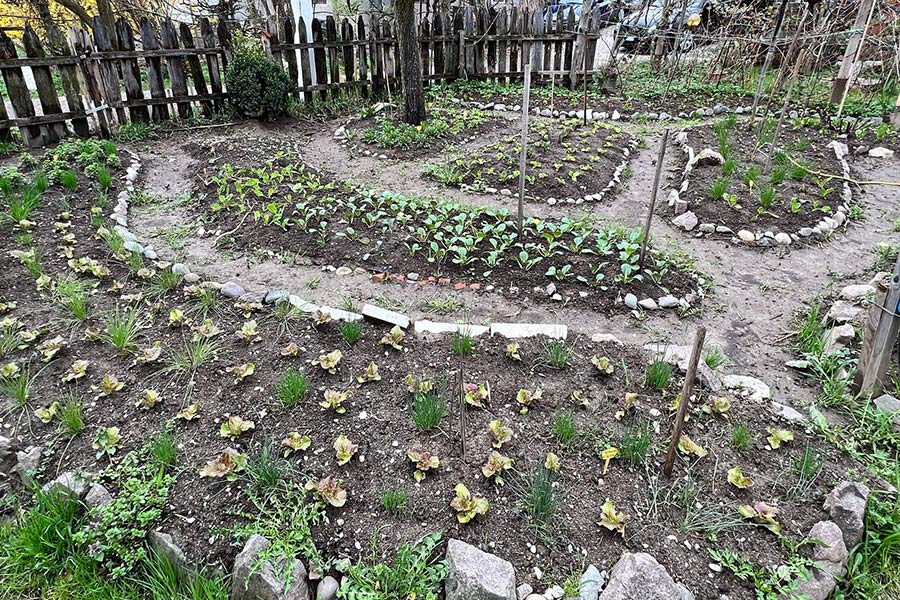 Many areas of the school's land have been converted into plots for students to grow their own produce.